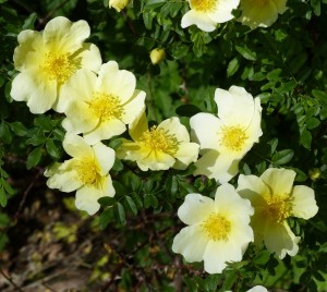ROSA PRIMULA (Historic) (Species)